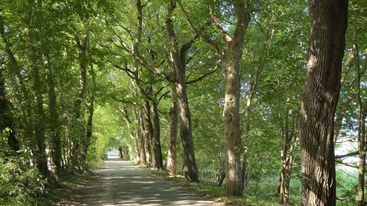 Waldweg