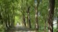 Waldweg